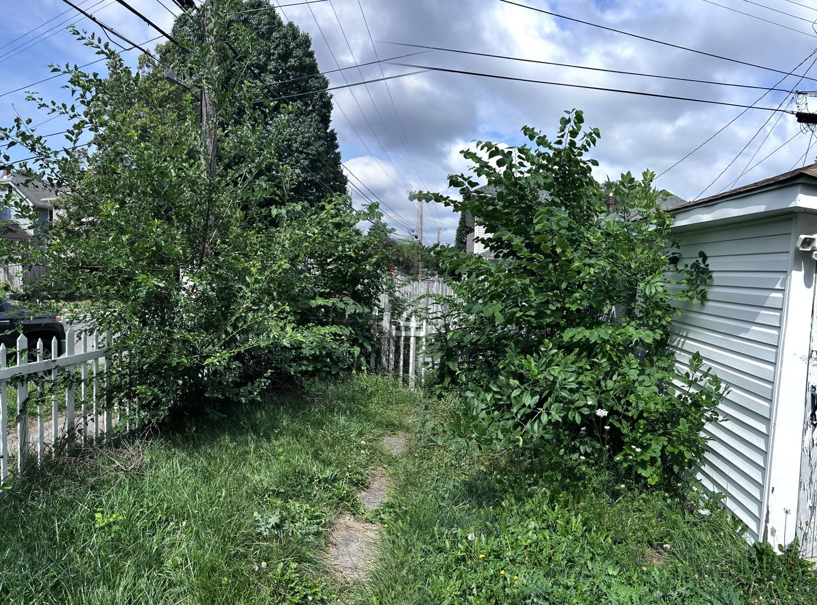 Overgrown side yard reclaimed — before