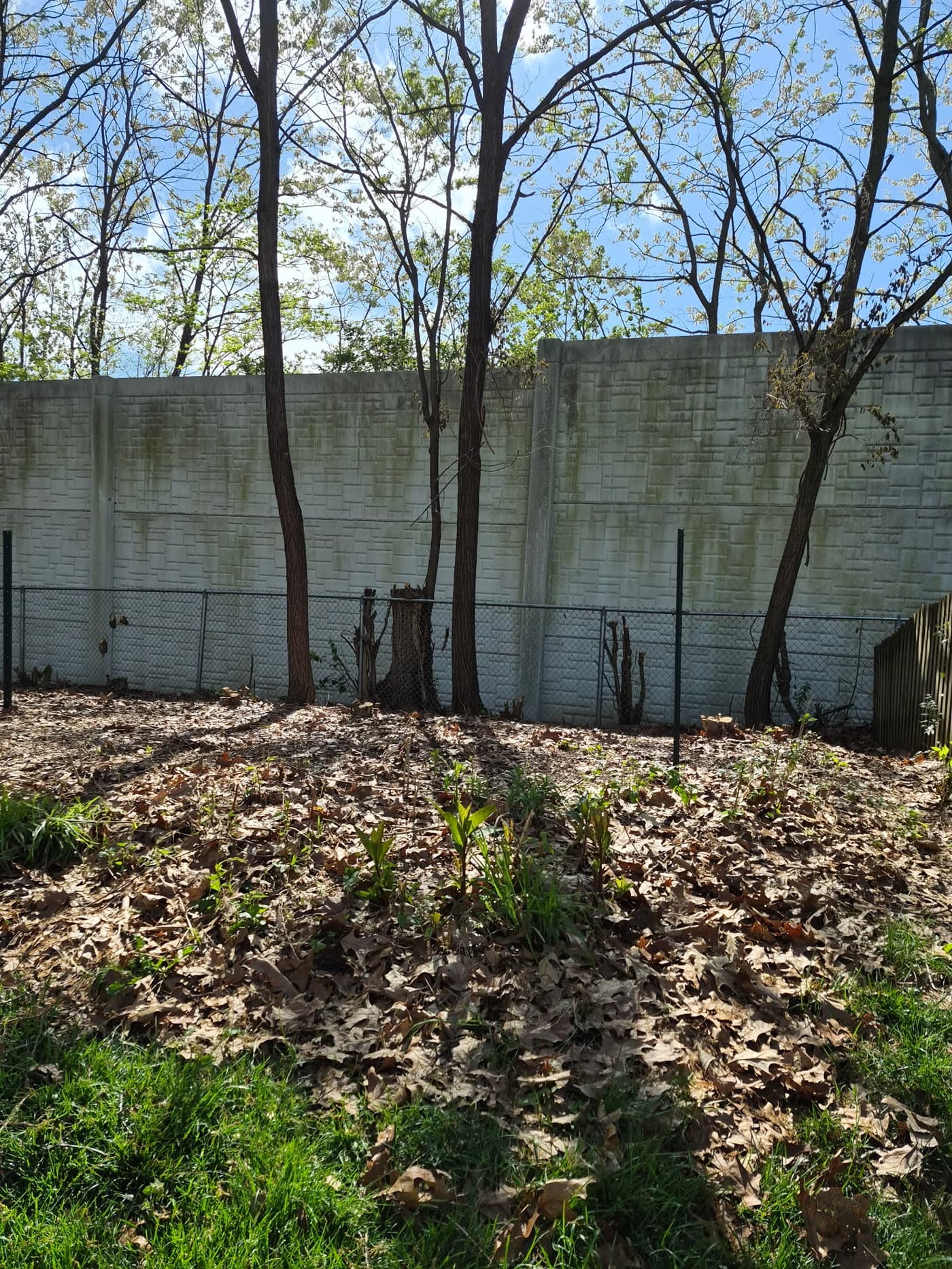 Fence line cleared to the wall